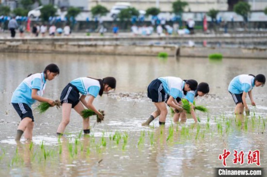 图为5月21日，绥阳县旺草中学学生在旺草万亩大坝体验插秧。唐哲 摄