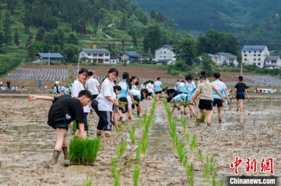 图为5月21日，绥阳县旺草中学学生在旺草万亩大坝体验插秧。唐哲 摄